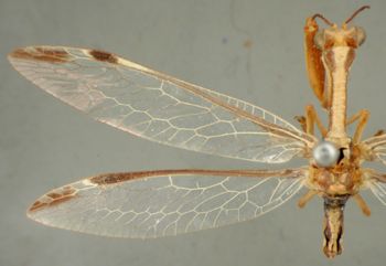 Media type: image;   Entomology 10419 Aspect: wing